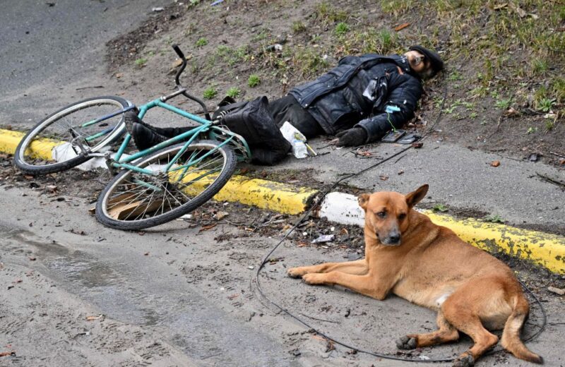 A dog lying on the ground next to a bicycle and a person lying on the ground

Description automatically generated with low confidence